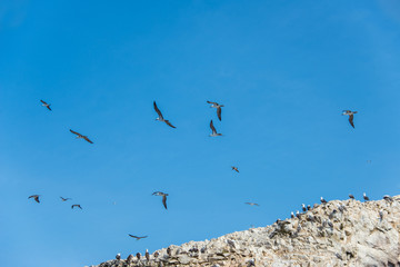 Pelicans in the sky on the Ballestas Islands (National Reserve Paracas, Peru)