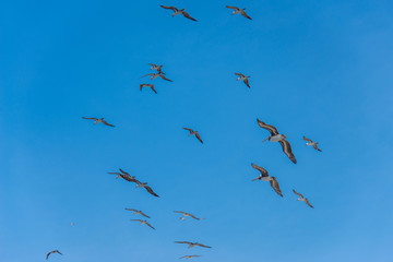 Pelicans in the sky on the Ballestas Islands (National Reserve Paracas, Peru)
