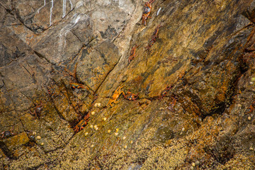 Crabs on the rock in Ballestas Islands (Peru)