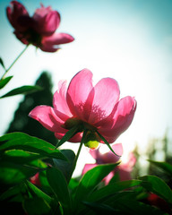 Obraz premium pink flowers on a background