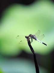 dragonfly on blade of grass
