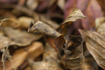 Background of dried autumn peonies leaves
