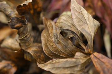 Background of dried autumn peonies leaves