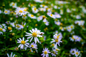 Beautiful white daisy flowers field in the garden