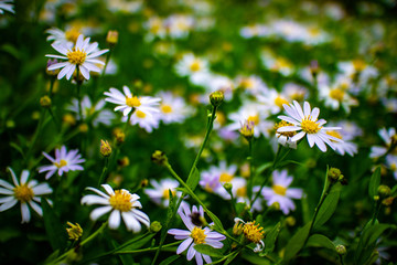 Beautiful white daisy flowers field in the garden