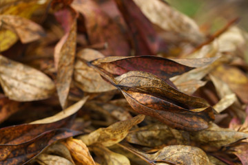 Background of dried autumn peonies leaves
