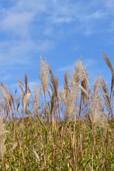 Obraz premium ススキ野原と青空