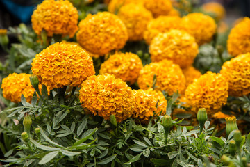 Cempasuchil flowers - dia de muertos