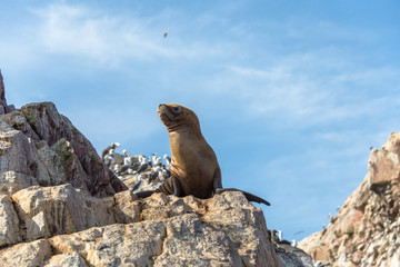 Fur seal on the islands of Ballestas (National Reserve Paracas, Peru)