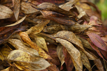 Background of dried autumn peonies leaves