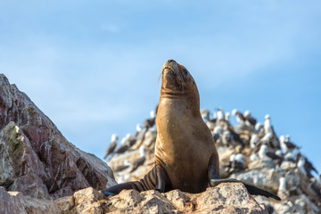 Fur seal on the islands of Ballestas (National Reserve Paracas, Peru)