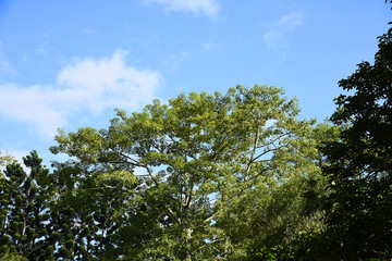Fototapeta premium Big tree on a background of blue sky.