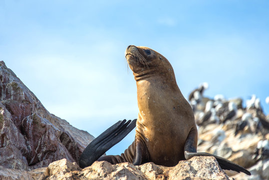 Fur seal on the islands of Ballestas (National Reserve Paracas, Peru)