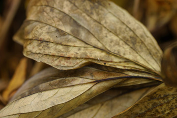 Background of dried autumn peonies leaves