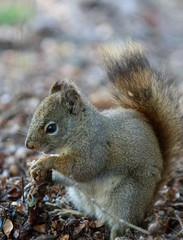 squirrel eating nut