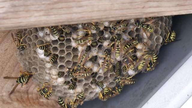 Entomology videos: yellowjacket paper wasp (Polistes gallicus) nest in 4K UHD