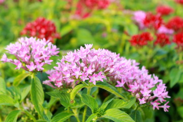 Fototapeta premium pink flowers in the garden