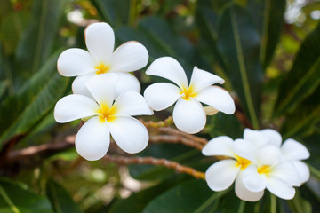 Fototapeta na wymiar White and yellow plumeria flowers bunch blossom close up, green leaves blurred bokeh background, blooming frangipani tree branch, exotic tropical flower in bloom, beautiful natural floral arrangement