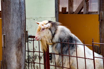 笑っている髭のヤギ