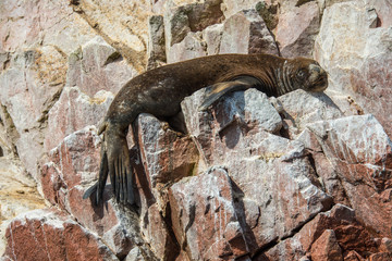Fur seal on the islands of Ballestas (National Reserve Paracas, Peru)