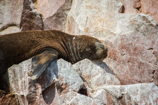 Fur seal on the islands of Ballestas (National Reserve Paracas, Peru)