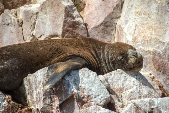 Fur seal on the islands of Ballestas (National Reserve Paracas, Peru)