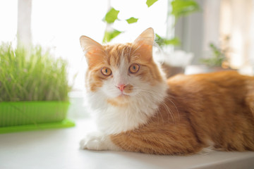 .red cat lies on a white windowsill with green plants. Cat eyes close-up