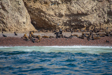 Fur seals on the beach on the islands of Ballestas (National Reserve Paracas, Peru)