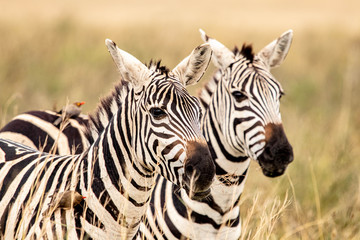 Fototapeta na wymiar zebras in Nairobi national park