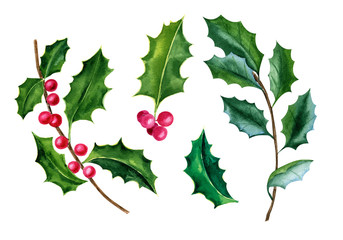 Holly, watercolor botanical illustration, hand-drawn. Isolated leaves and berries on a white background. For your projects, invitations, cards, patterns, banners, posters and more.