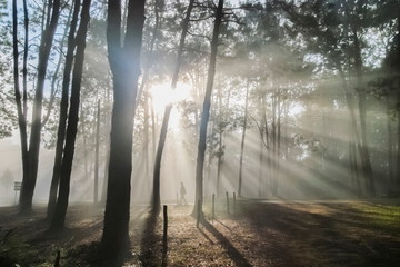 view morning of a man walking in Pine forest around with soft fog and sun rays background, Thung Salang Luang National Park, Phetchabun, Thailand.