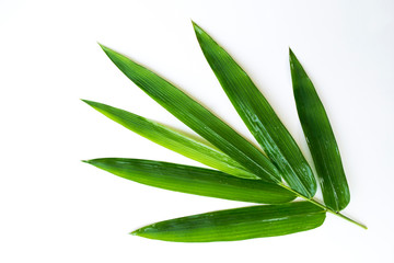 Green leaves on a white background, bamboo leaves