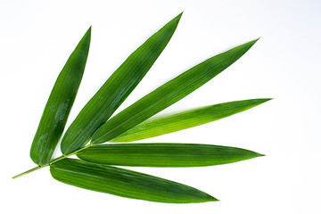 Obraz premium Green leaves on a white background, bamboo leaves