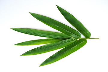 Green leaves on a white background, bamboo leaves