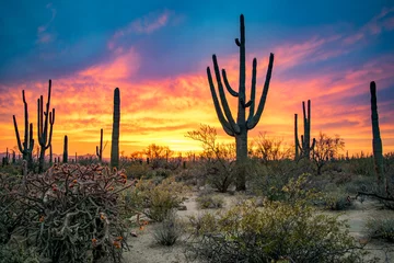 Foto op Plexiglas Dramatische zonsondergang in de woestijn van Arizona: kleurrijke lucht en cactussen / Saguaros op de voorgrond - Saguaro National Park, Arizona, VS © Nate Hovee