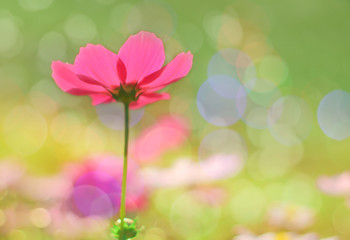 Soft focus photo of Beautiful Pink Cosmos  blossom sulfur flower  in the morning on the nature blur background.