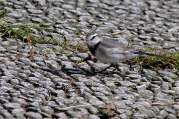 white wagtail on stones