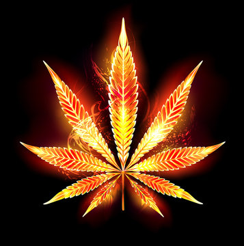 Cannabis fire leaf