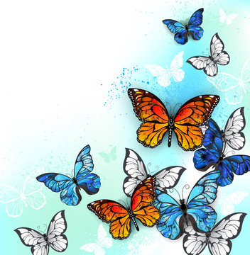 Flock of multicolor butterflies