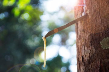 Rubber tapping, natural rubber latex in Thailand