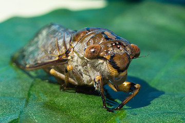 Cicada on the green leaves, wildlife in nature