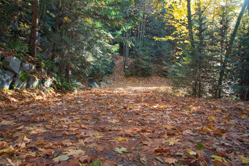 Cleveland park, capilano river, October