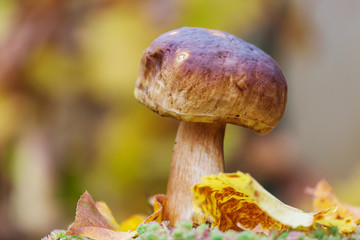Mushroom in forest