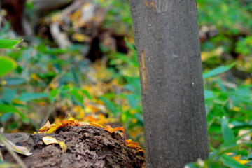 大木の上の落ち葉