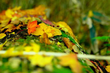 大木の上の落ち葉