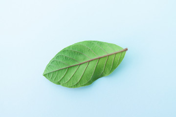 Raw Leaf on white isolate background,