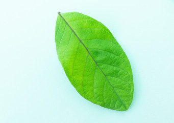 Raw Leaf on white isolate background,