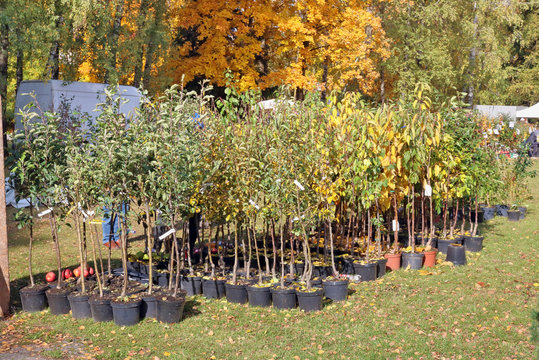 Farmers  sells  small tree  seedlings  of apple and plunm trees  at a  traditional autumn  fair