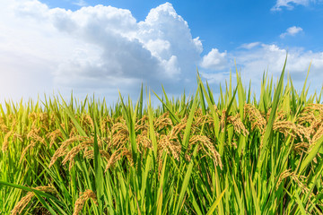 Obraz premium Ripe rice and beautiful sky in daylight
