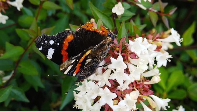 Close up video of a Red Admiral Butterfly (Vanessa Atalanta) with tattered wings sipping nectar from abelia flowers. Shot at 120 fps.